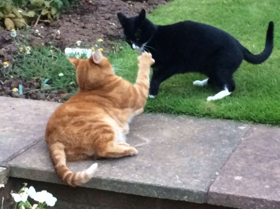 Peri and Arfur our resident cats