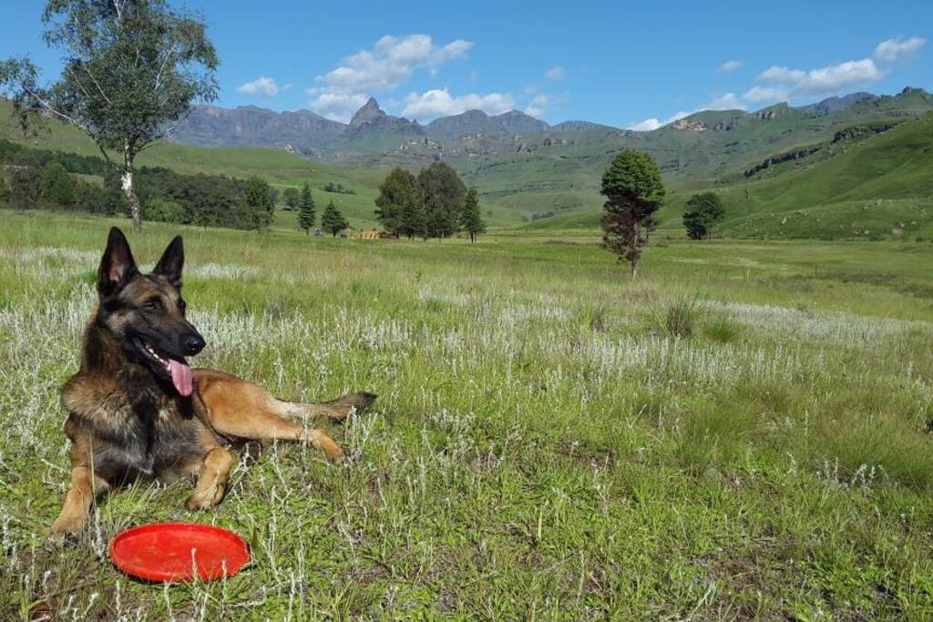 Dog Friendly View from Garden