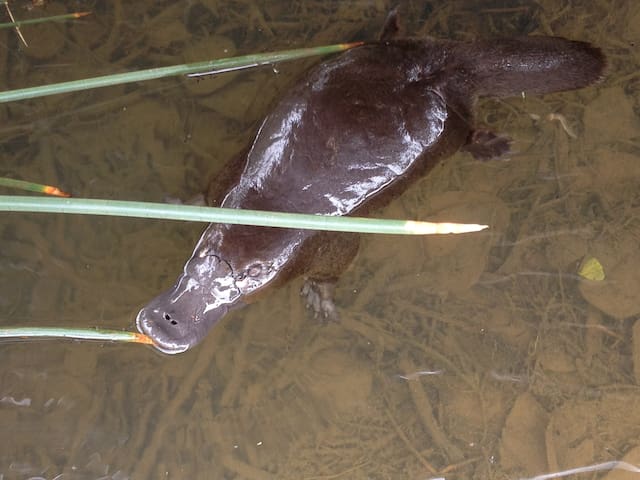 Silver Ridge Retreat Cabin +heated pool+