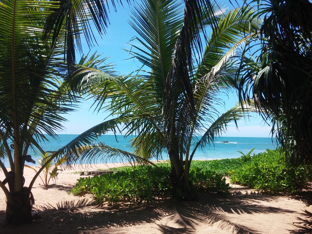 A sandy beach scene is framed by lush palm trees, with the ocean visible in the background. The clear blue water meets a bright sky, creating a tranquil coastal atmosphere. Green foliage lines the shore, enhancing the natural beauty of the setting.