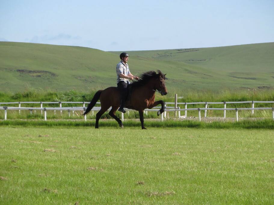 Horses for sale