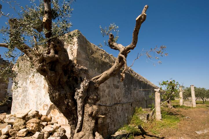 Il Fico – Residenza d’epoca gallery image 5
