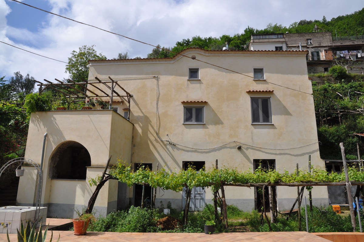 The exterior of an old farmhouse displays a rustic charm with a muted yellow facade. Windows are positioned symmetrically, framed by greenery. A trellis supports climbing plants. A small archway is visible, leading to a shaded area. Surrounding land features a vineyard, enhancing the natural setting.