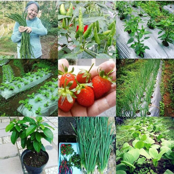 some of what we grow there