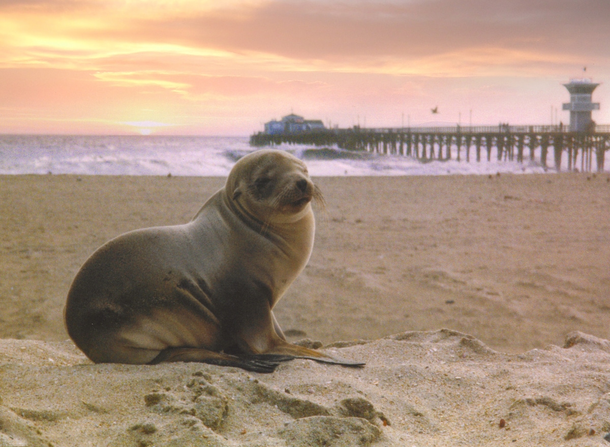 A sea lion rests on the sandy beach, facing the ocean. The horizon is painted with soft hues of orange and pink at sunset, while the distant pier stands silhouetted against the colorful sky. Gentle waves can be seen lapping at the shore.