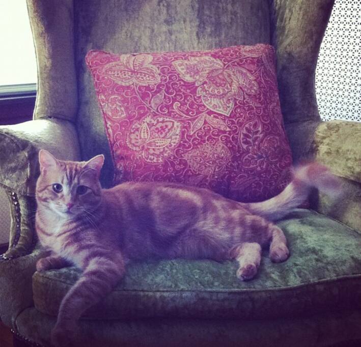 This is my cat, Bob. He will be here during your stay :)