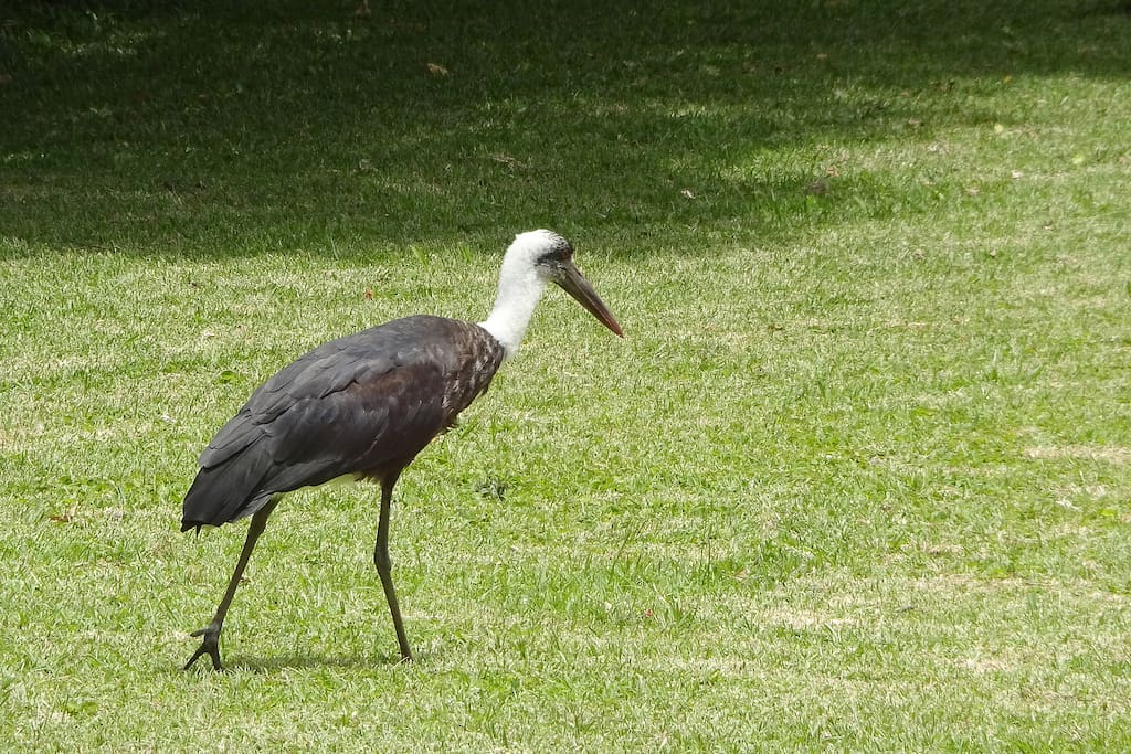 The complex has a rich variety of wildlife, including birdlife and reedbuck