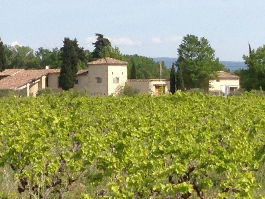 Domaine de Mas Caron