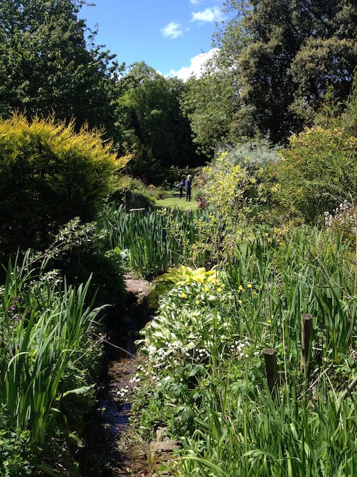 The garden