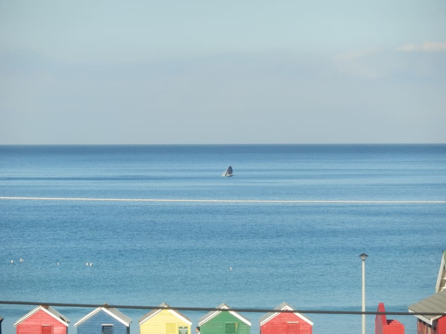 Whale from the window
