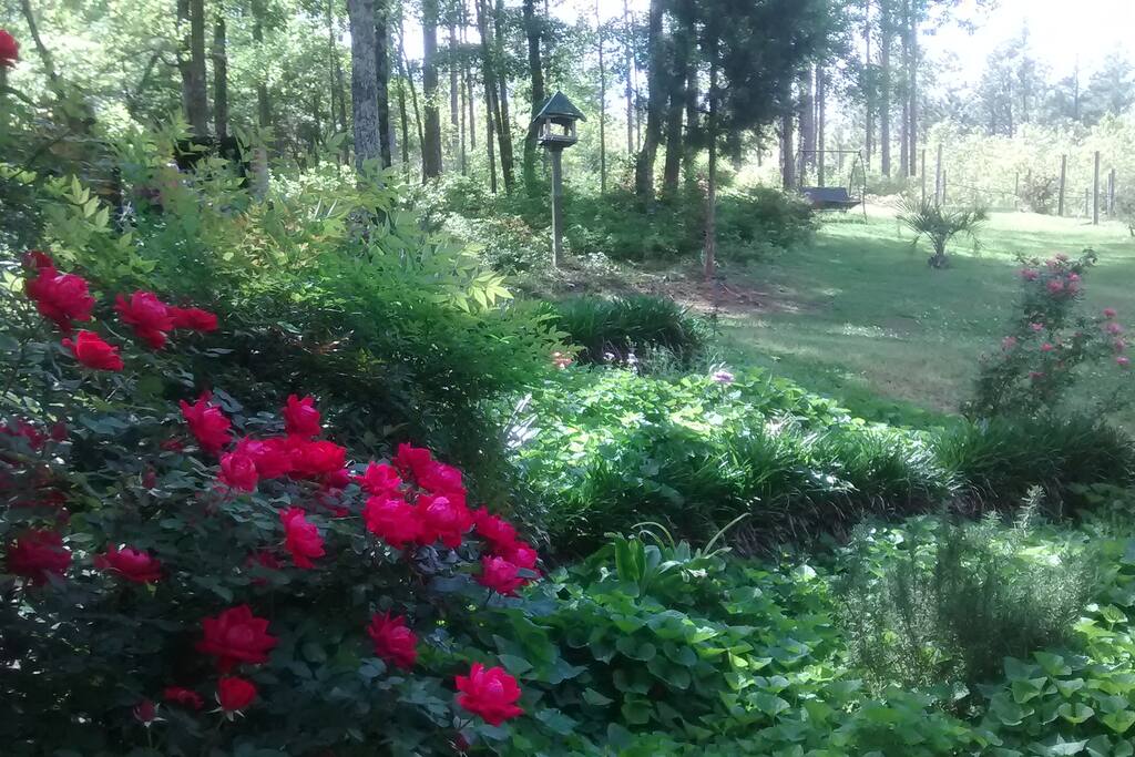 Lodge House Gardens on the edge of the vineyard!