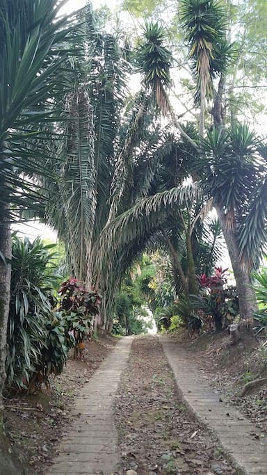 Private driveway & nature path