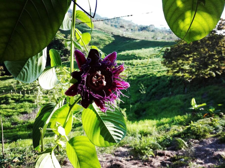 Flor de granadilla.