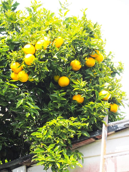 Lemons grapefruit for your use. Pick a fresh one for your fish and chips!