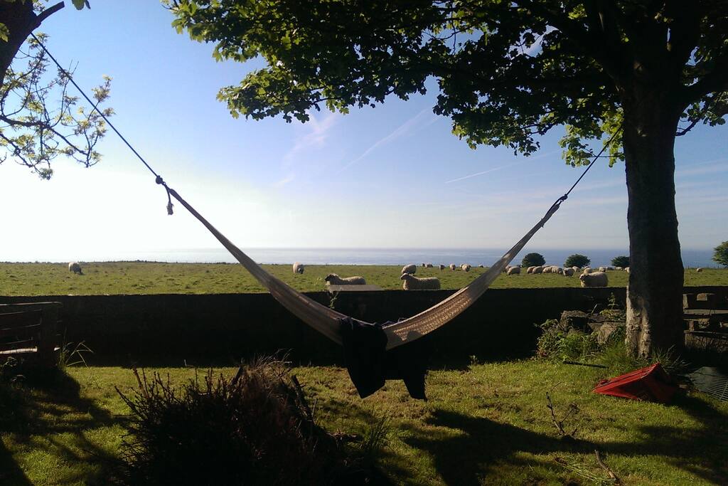 Sheep and dolphin spotting from the hammock