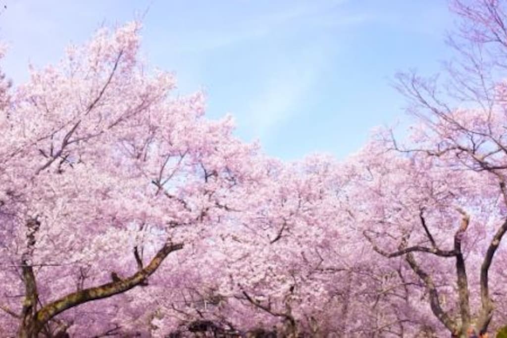 Sakura (Cherry blossom) Season!! 3/22-4/10