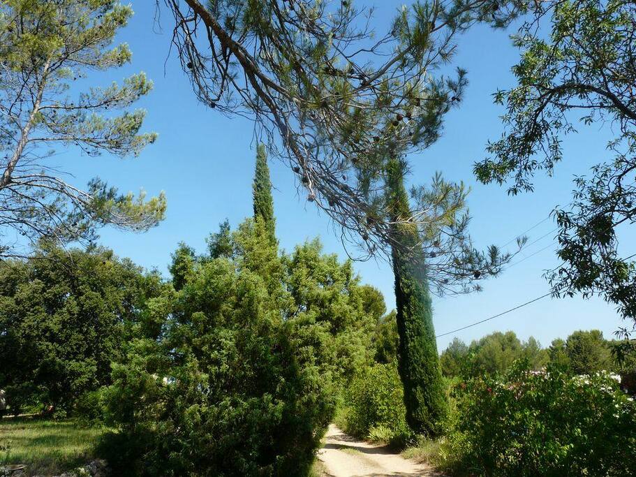 A beautiful natural environement around the house