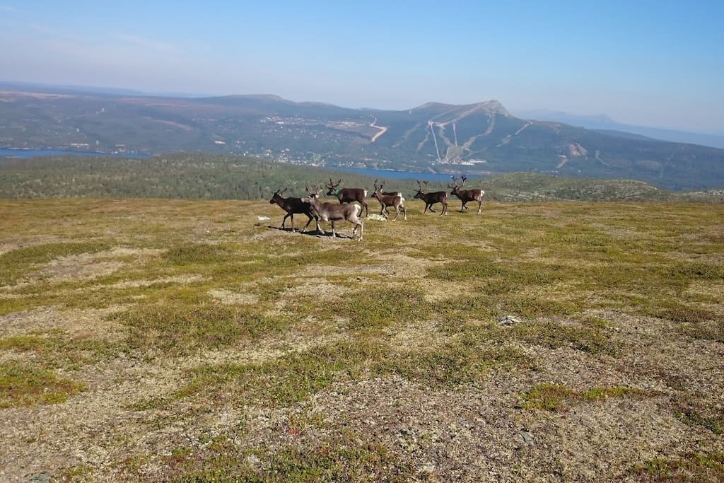 Renar på berget/Raindeers on the mountain.