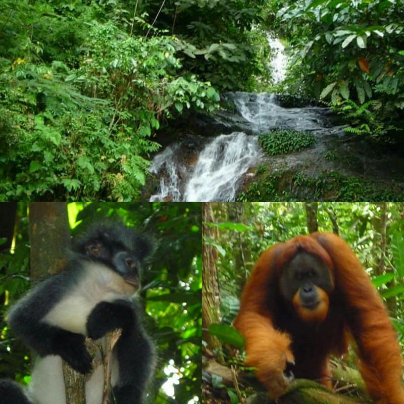 A lush green landscape is depicted, featuring a flowing waterfall surrounded by dense foliage. Two primates are visible; a black-and-white monkey is perched on a branch, while an orangutan stands nearby, its distinctive orange fur contrasting with the greenery.