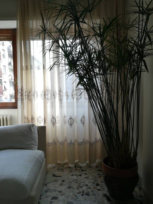 Papiro House 4y.o.