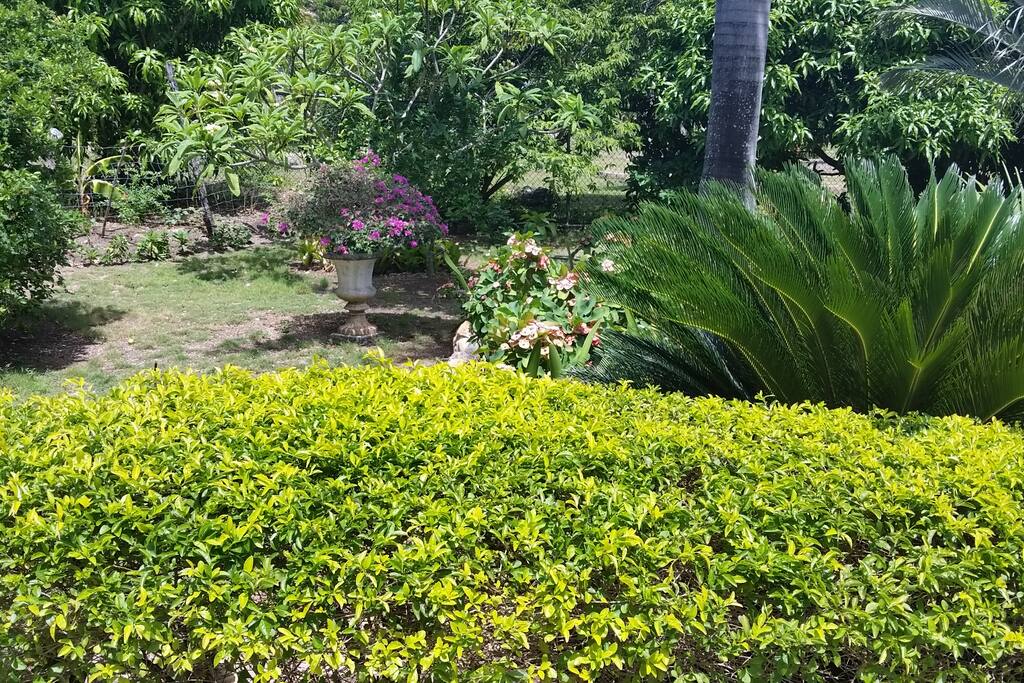 beautiful view from bedroom. Just take a walk through, and pick any fruit off the trees and eat (once in season)