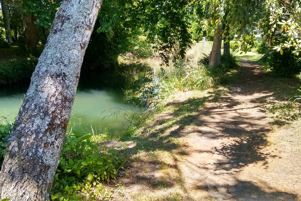 The walkway beside the stream out to the lake. Best kayak launch spot is by this tree, with some rocks to stand on at waters edge