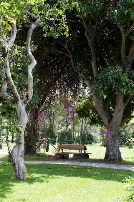 Take a seat underneath the mango tree and gorgeous bougainvillaea