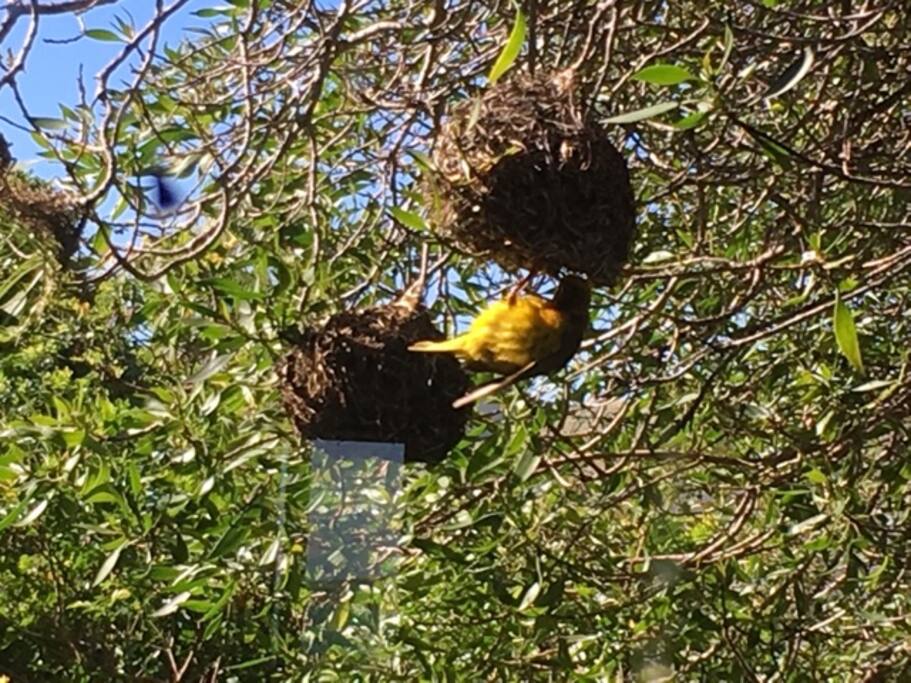 Bird life in our back garden.