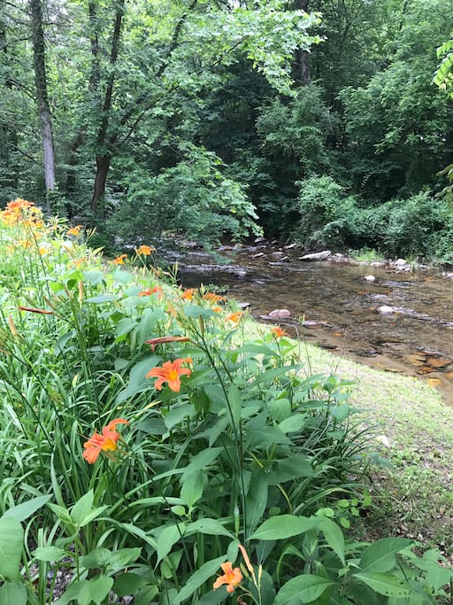 Blooming Tiger Lilies by Mill Creek