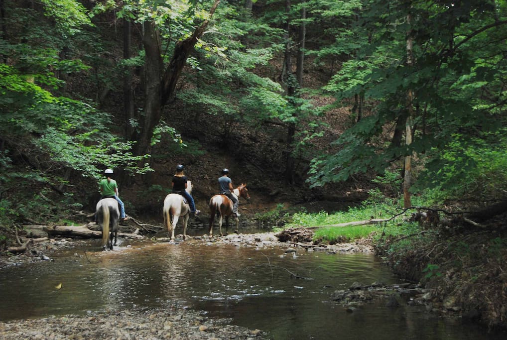 Custom scenic Trail Rides on Tenn Walking Horses and Spotted Saddle Horses. Some times we have horses for sale.