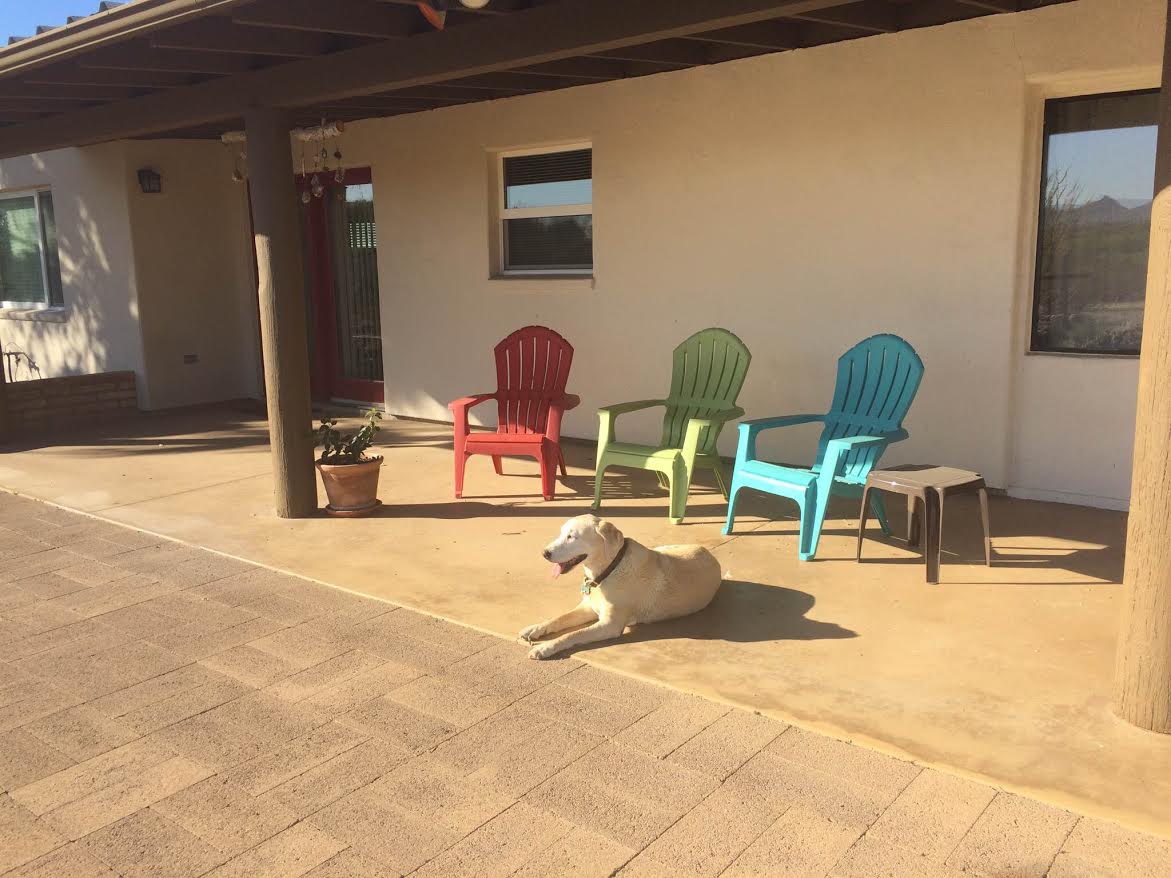 A covered porch area features four colorful chairs—two in red, one in teal, and one in blue—arranged near a rustic table. A light-colored dog relaxes on the ground, basking in the sun. The background includes simple white walls and large windows.