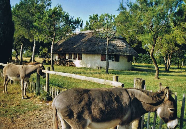 house type Cabane de gardian