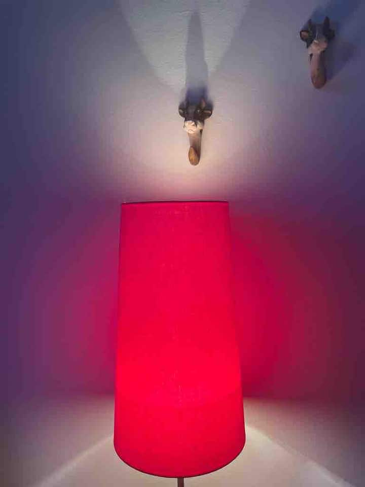 独特的睡眠区域