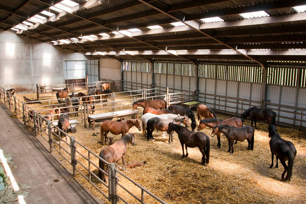 Vanuit de gastenverblijven kijk je uit op de paarden!