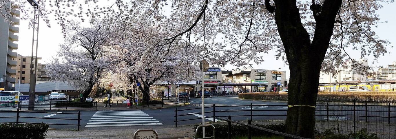 Domus Musashino Sakura View Apartments For Rent In Kodaira Shi