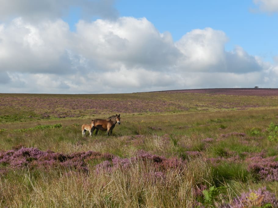 Exmoor pony and foal on the Moor