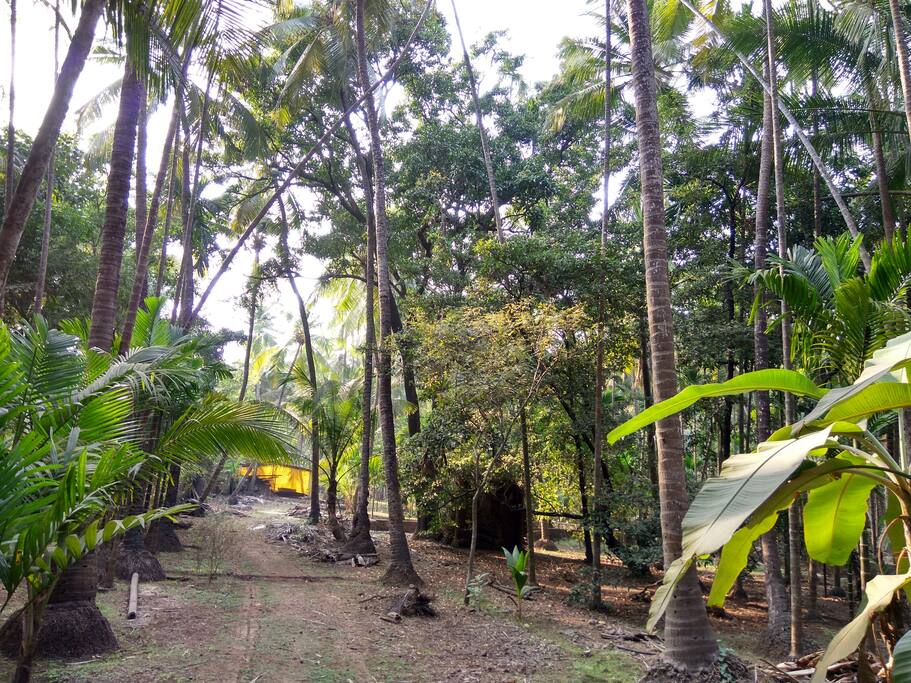 Coconut, beetle-nut trees (नारळी पोफळी आंब्याची वाडी)