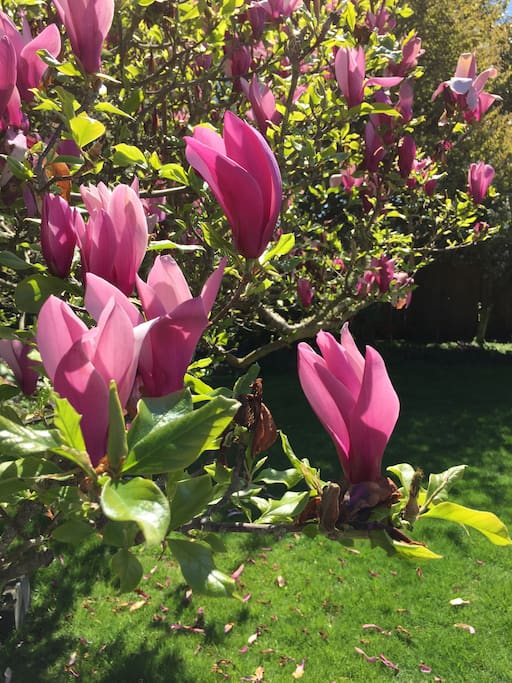 Magnolia in bloom