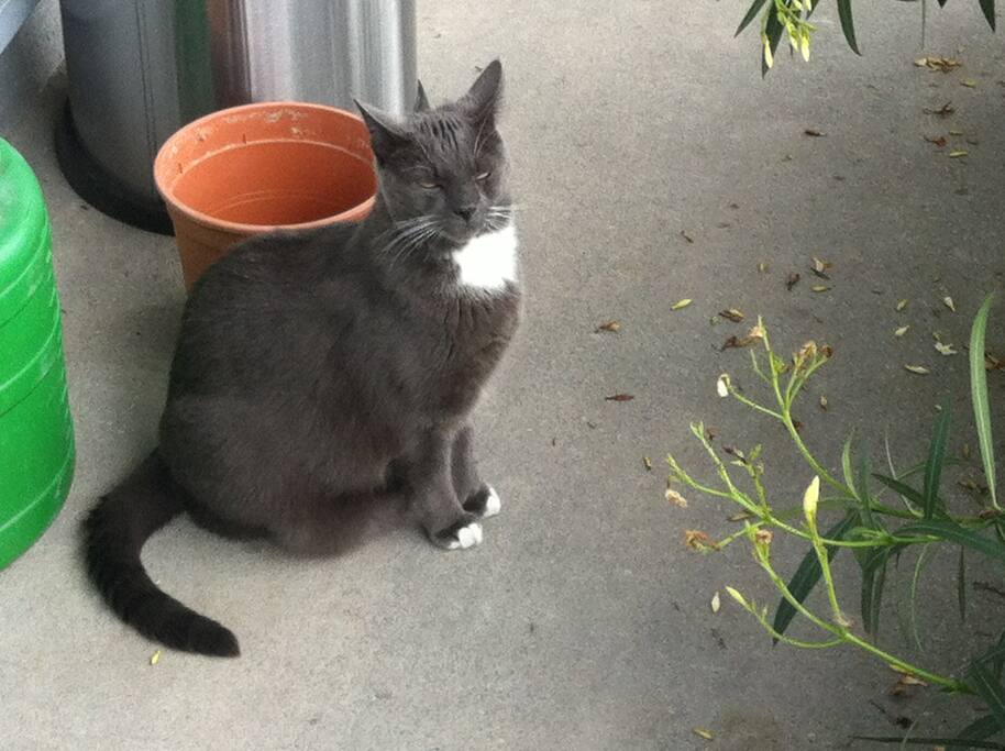 One cat in the house
