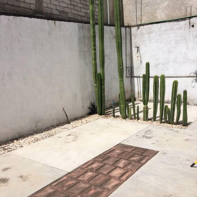 Back yard