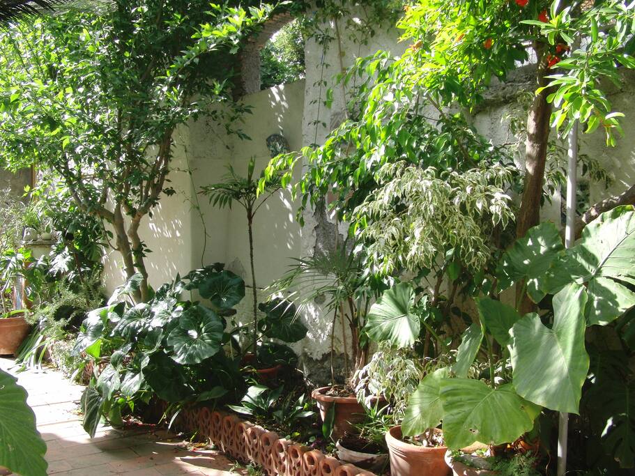 garden