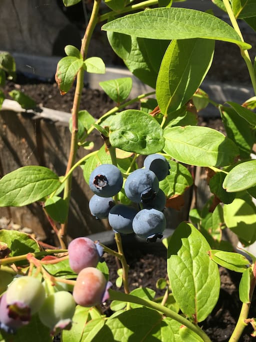 Pick fresh organic Fruits and Vegetables from the gardens