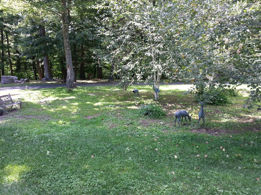 Front Yard