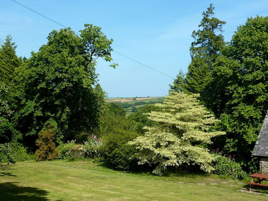 Spectacular cornus in the garden