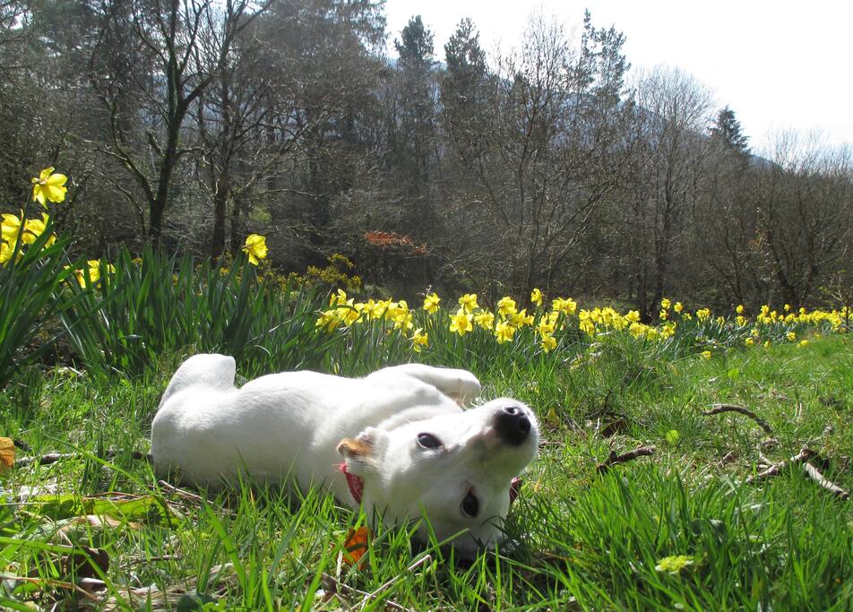 Daffodils.