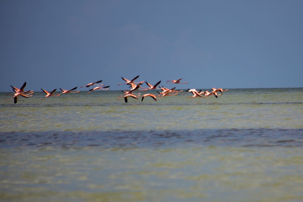 Flamingos at Isla Blanca.
Isla Blanca is a local beach near Cancún is a 20 to 30 minutes trip (in car) from downtown Cancún, you can also take a 25km (15.5mi) bicycle ride to get there, in this beach you can enjoy being alone at an almost virgin beach, no hotels, few people, no many tourist, few cars, and an incredible nature landscape and nature sound. Is important for you to know that Isla Blanca is surrounded by water by one side you can enjoy the salty ocean water and by the other you can enjoy the also salty but calm lagoon water.
YOU CAN CAMP IN HERE!
(I can't guarantee you to see flamingos)