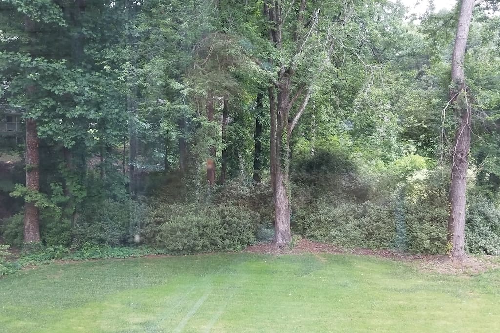 Beautiful Backyard