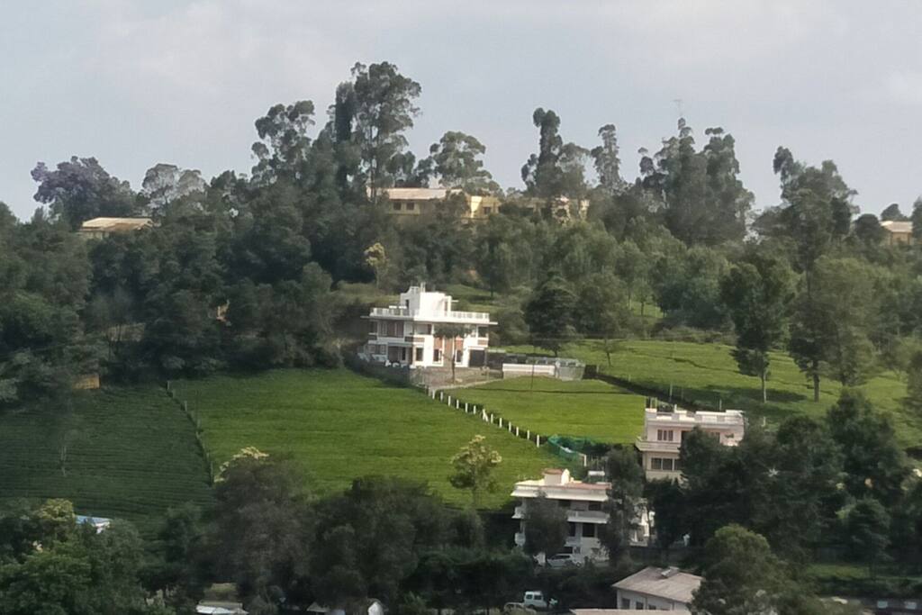 Resort surrounded with lush green tea garden