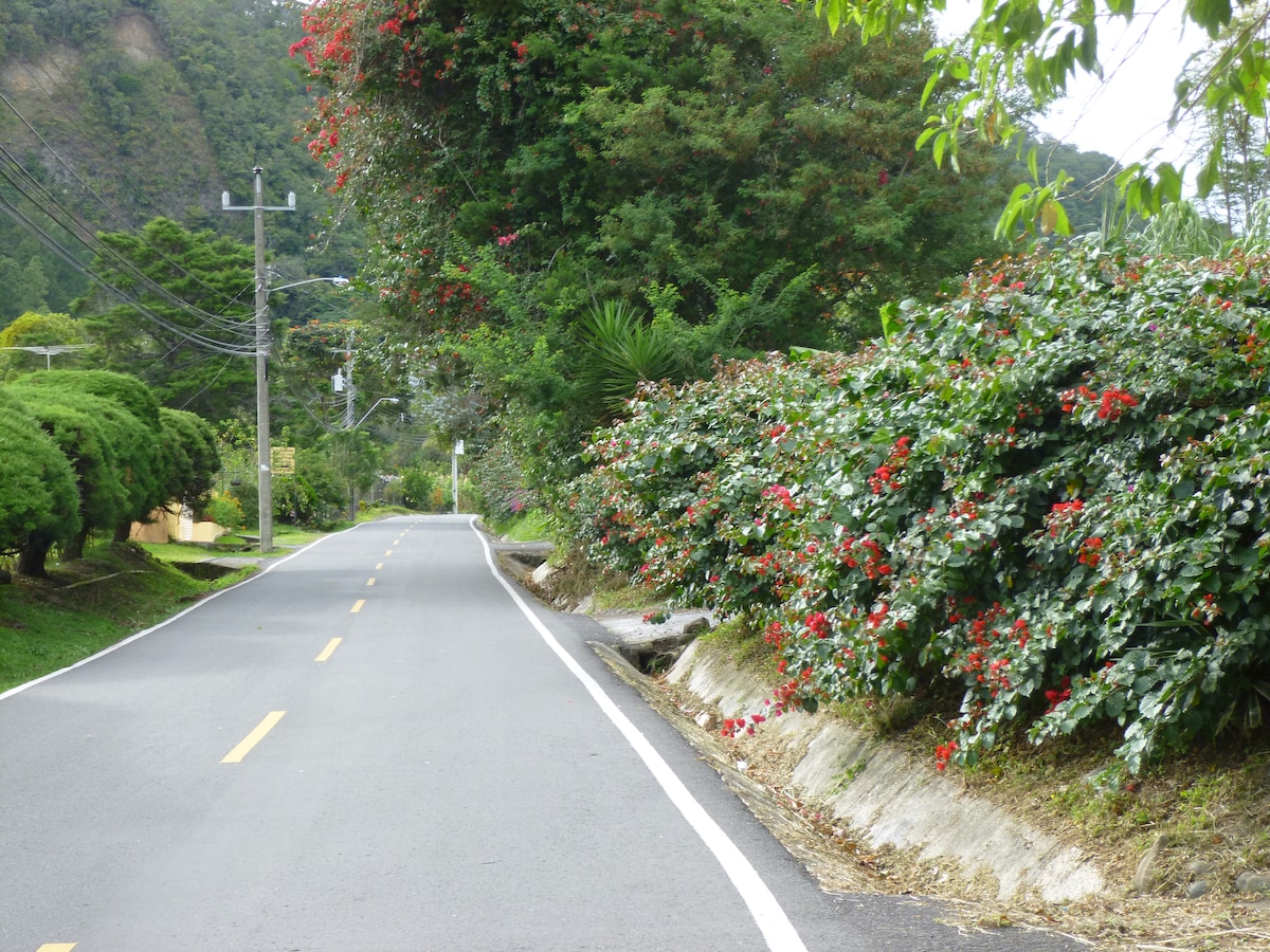 A quiet road lined with lush greenery and vibrant flowering bushes. The pathway features a painted centerline and is surrounded by gentle hills in the background. Soft natural light filters through the trees, creating a serene atmosphere.