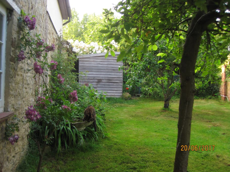 Back Garden